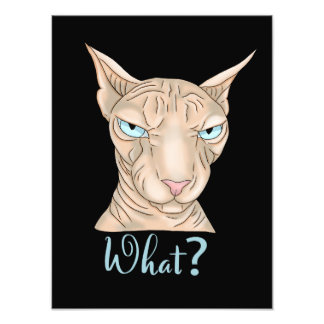 Foto Gato Sphynx. O quê?