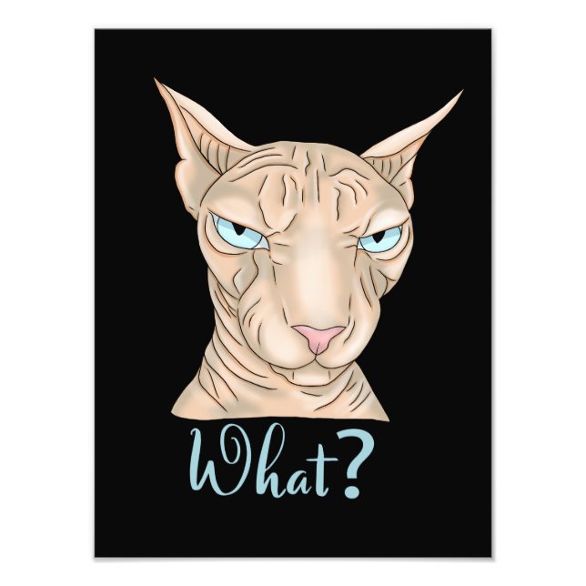 Foto Gato Sphynx. O quê? (Frente)