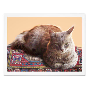 FOTO GATO TURCO NO TAPETE VELHO