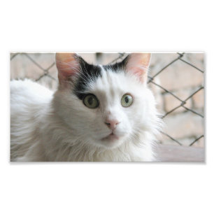 Foto gato van turco