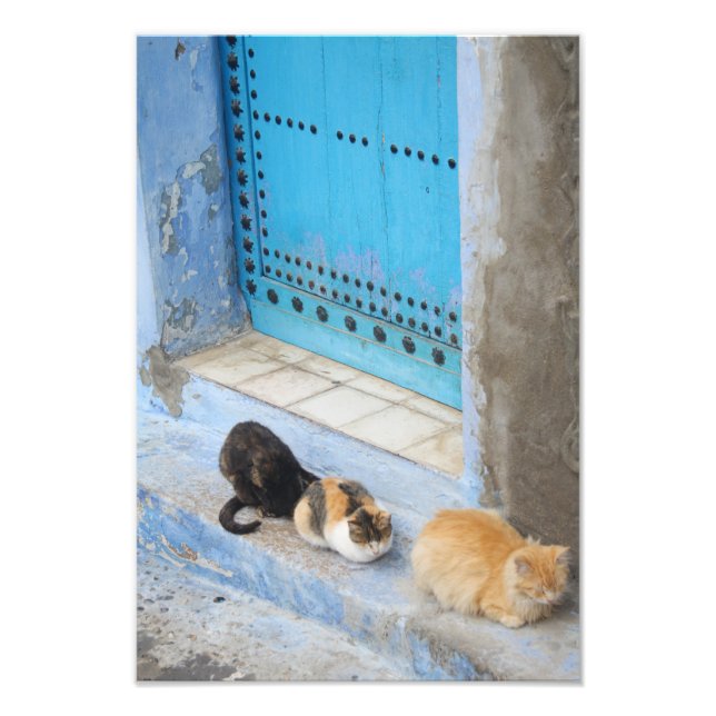 Foto Gatos, Chefchaouen, Marrocos (Frente)