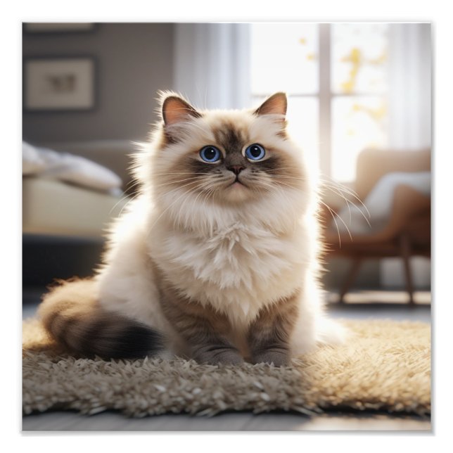 Foto Gatos de Estimação e Impressões para Quartos de Cr (Frente)