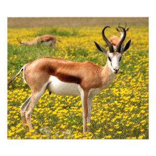Foto Gazela no campo