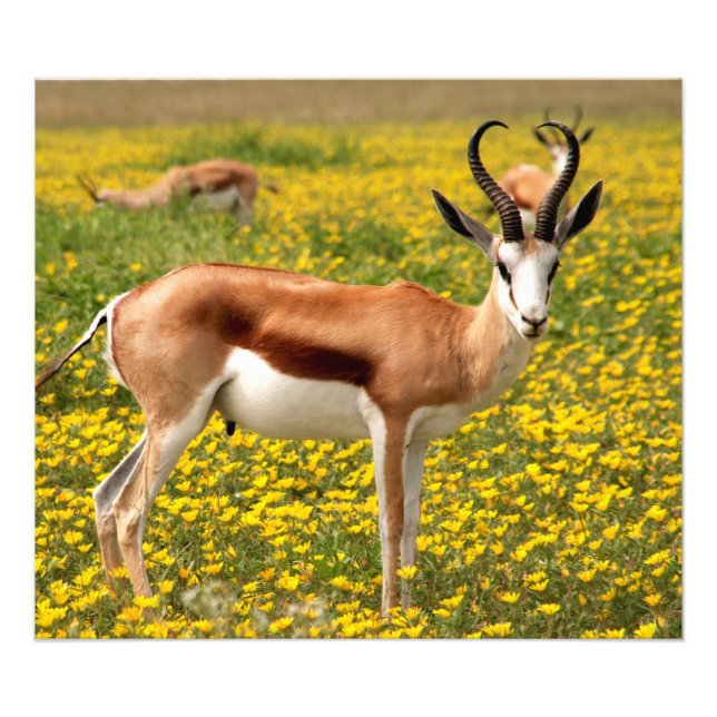 Foto Gazelle em campo (Frente)