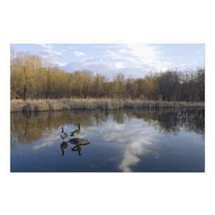 Foto Geese Perch em Pond