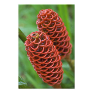 Foto Gengibre Colmeia, Zingiber spectabile),