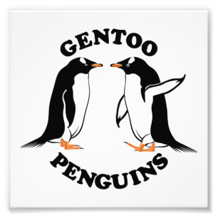 Foto Gentoo Penguins