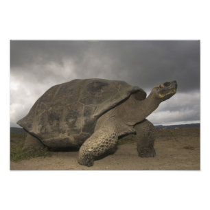 Foto Geocelone da Tortura Gigante das Galápagos