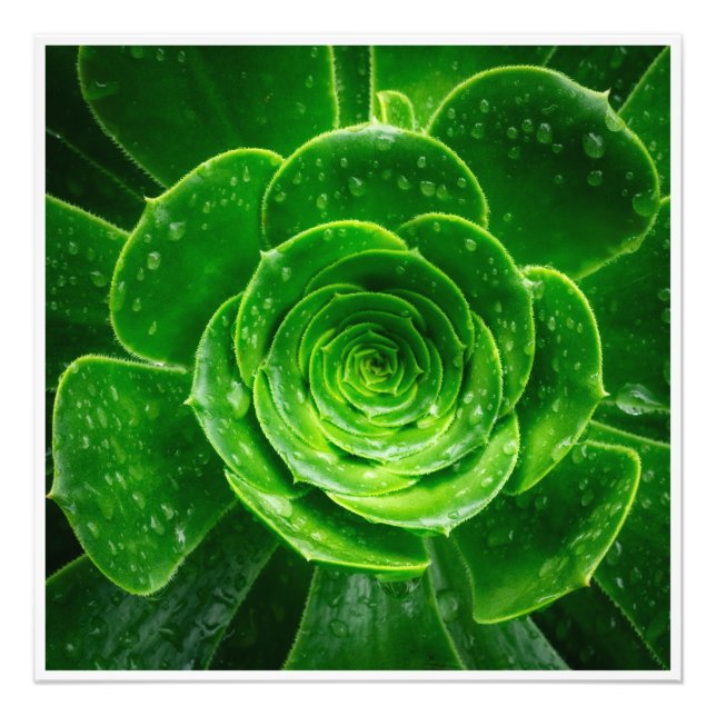 Foto Geometria da Natureza — Perfeição Suculenta (Frente)