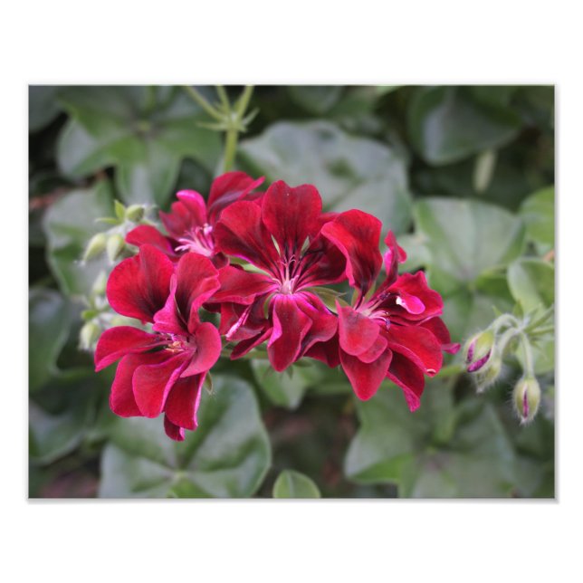 Foto Geranium de 14"x11" (Frente)