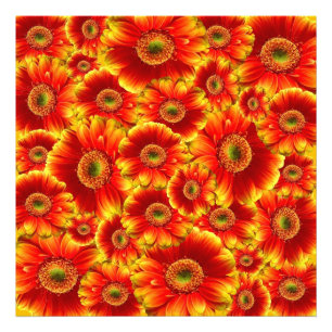 Foto Gerbera Daisies Amarelo e Laranja