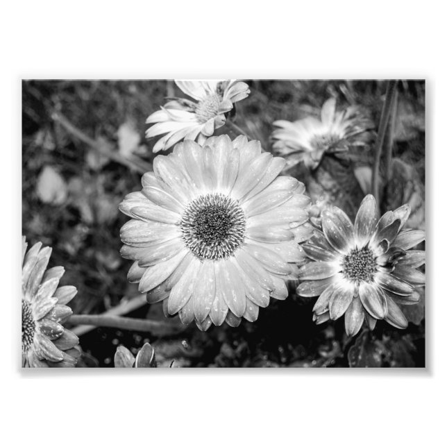 Foto Gerbera Daisy Black & White Photografia (Frente)