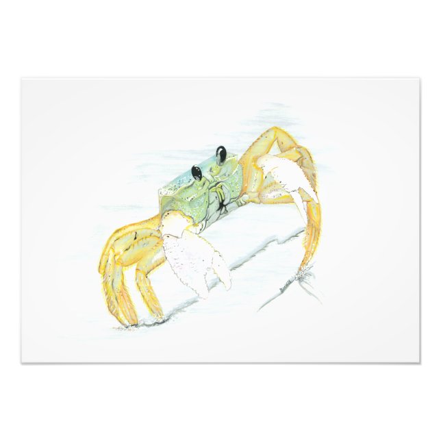 Foto Ghost Crab  (Frente)