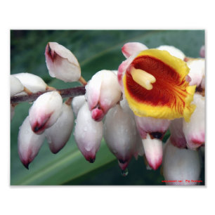 Foto Gingers de Shell