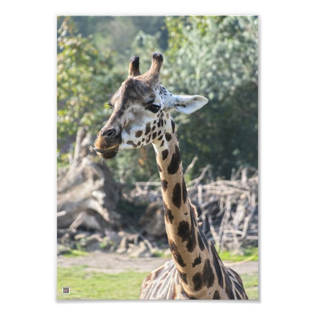 Foto Girafa (Frente)