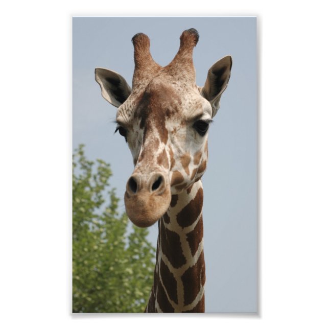 Foto Girafa Fofa (Frente)