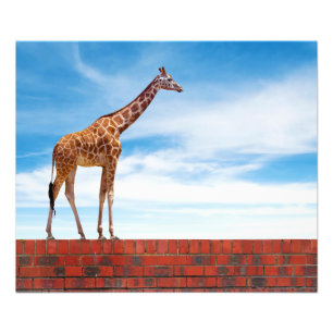 Foto Girafa na parede