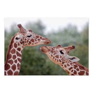 Foto Girafas em Impressão de Amor