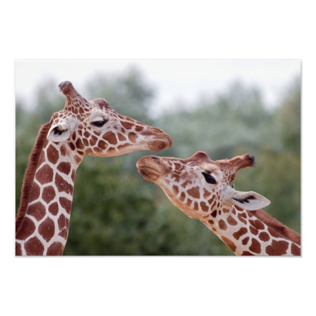 Foto Girafas em Impressão de Amor (Frente)