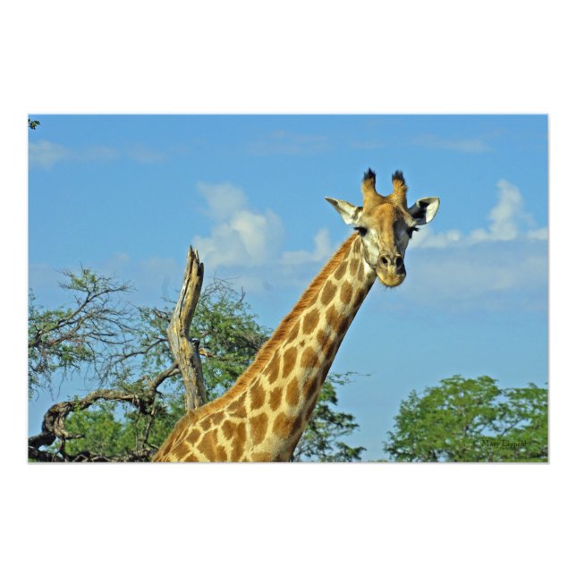 FOTO GIRAFFE (Frente)
