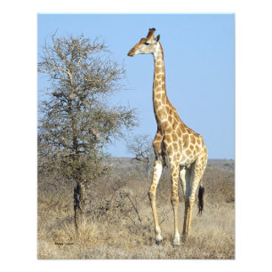 FOTO GIRAFFE