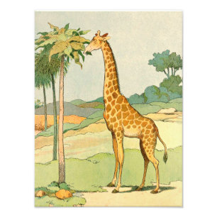 Foto Giraffe Comendo Acácia Folha Ilustrada