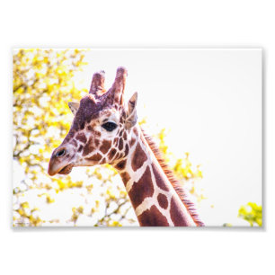 Foto Giraffe Portrait