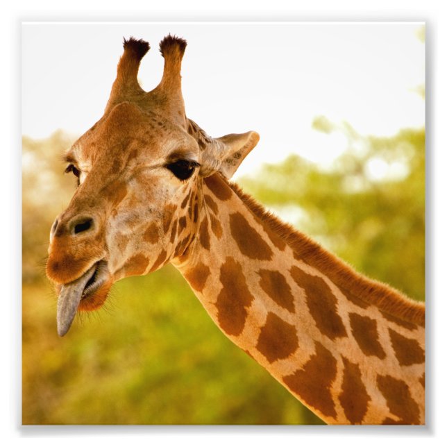 Foto Giraffe Tongue (Frente)