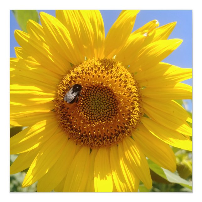 Foto Girassol Amarelo (Frente)