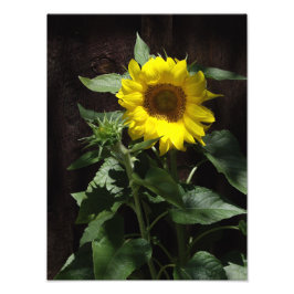 Foto Girassol Amarelo de Designer na Cerca Escura