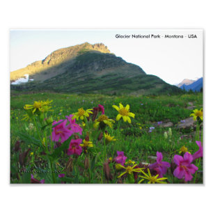 Foto Glacier National Park Wildflower 8x10 Impressão