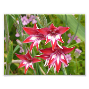 Foto Gladiolas Vermelhas e Brancas Verão Botânico