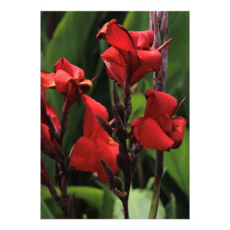 Foto Gladiolus Vermelho