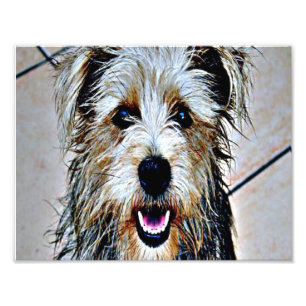 Foto Glen of Imaal Terrier