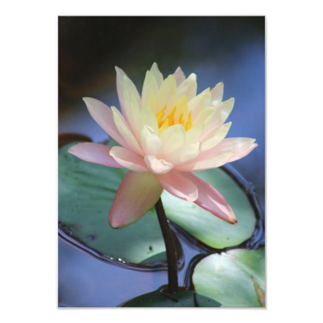 Foto Glória da Manhã (Frente)