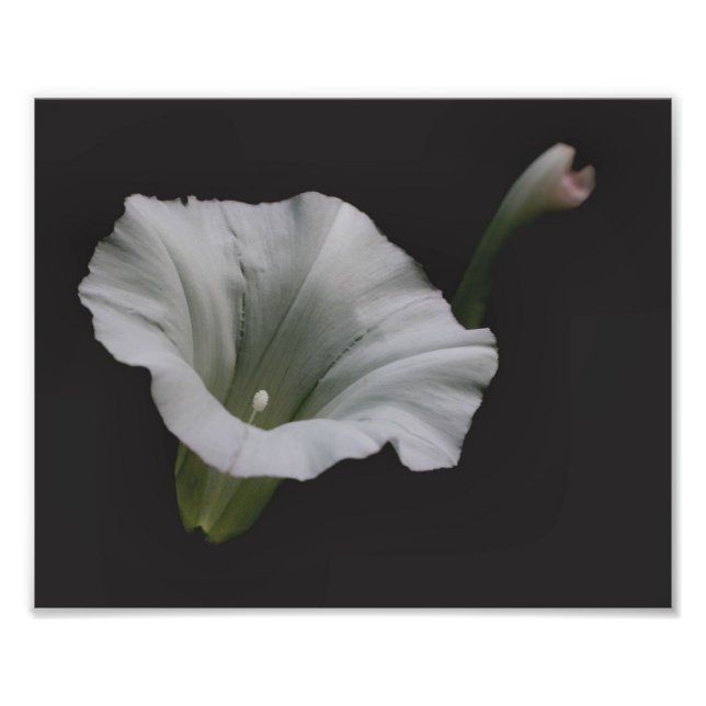Foto Glória da Manhã Branca Fechar 8x10 (Frente)