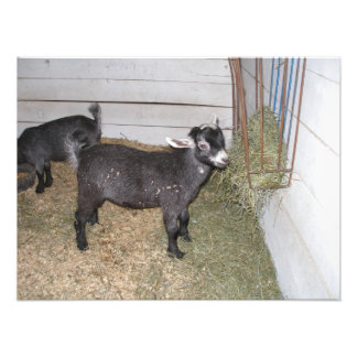 Foto Goat Standat Hay Feeder em uma Feira do Condado