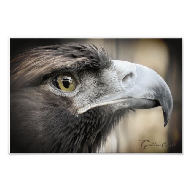 Foto Golden Eagle：Photo Print (Frente)
