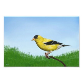 Foto Goldfinch