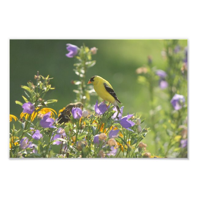 Foto Goldfinch em uma Flor Harebell (Frente)