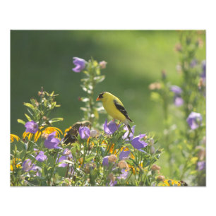 Foto Goldfinch em uma Flor Harebell
