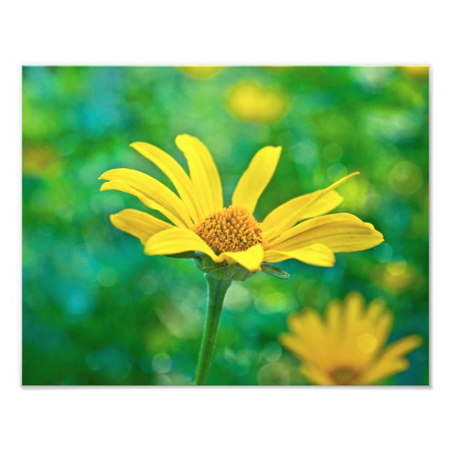 Foto Goldie (Frente)