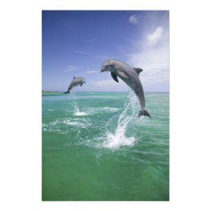 Foto Golfinho-nariz-de-garrafa Tursiops truncatus