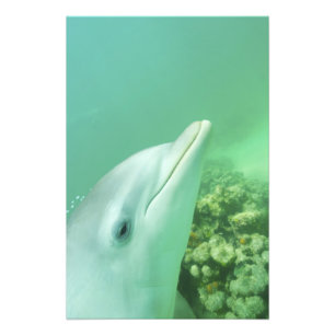 Foto Golfinho-nariz-de-garrafa Tursiops truncatus