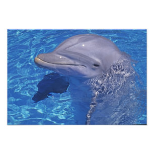 Foto Golfinho-roaz, Tursiops Truncatus