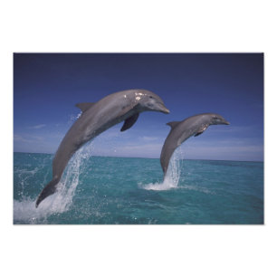 Foto golfinhos-do-caribe, nariz-de-garrafa
