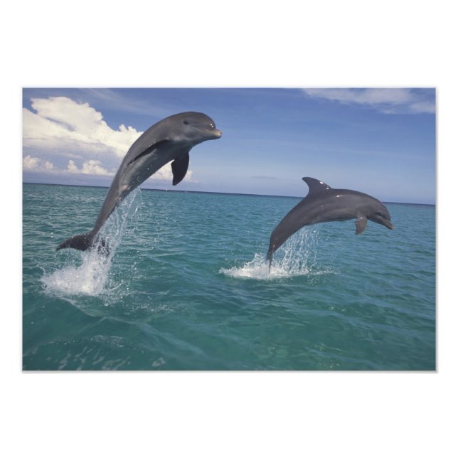 Foto golfinhos-do-caribe, nariz-de-garrafa (Frente)