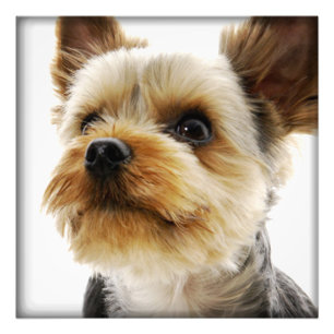 Foto Gorgeous Yorkshire Terrier