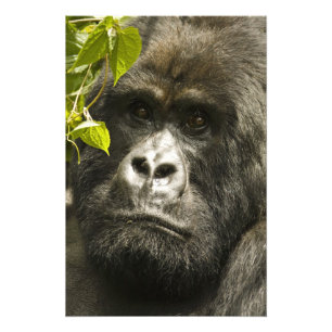 Foto Gorila-da-montanha, Gorilla beringei beringei,