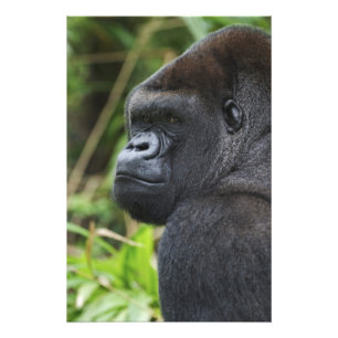 Foto Gorila-de-costas-silverback, Gorila Cativo
